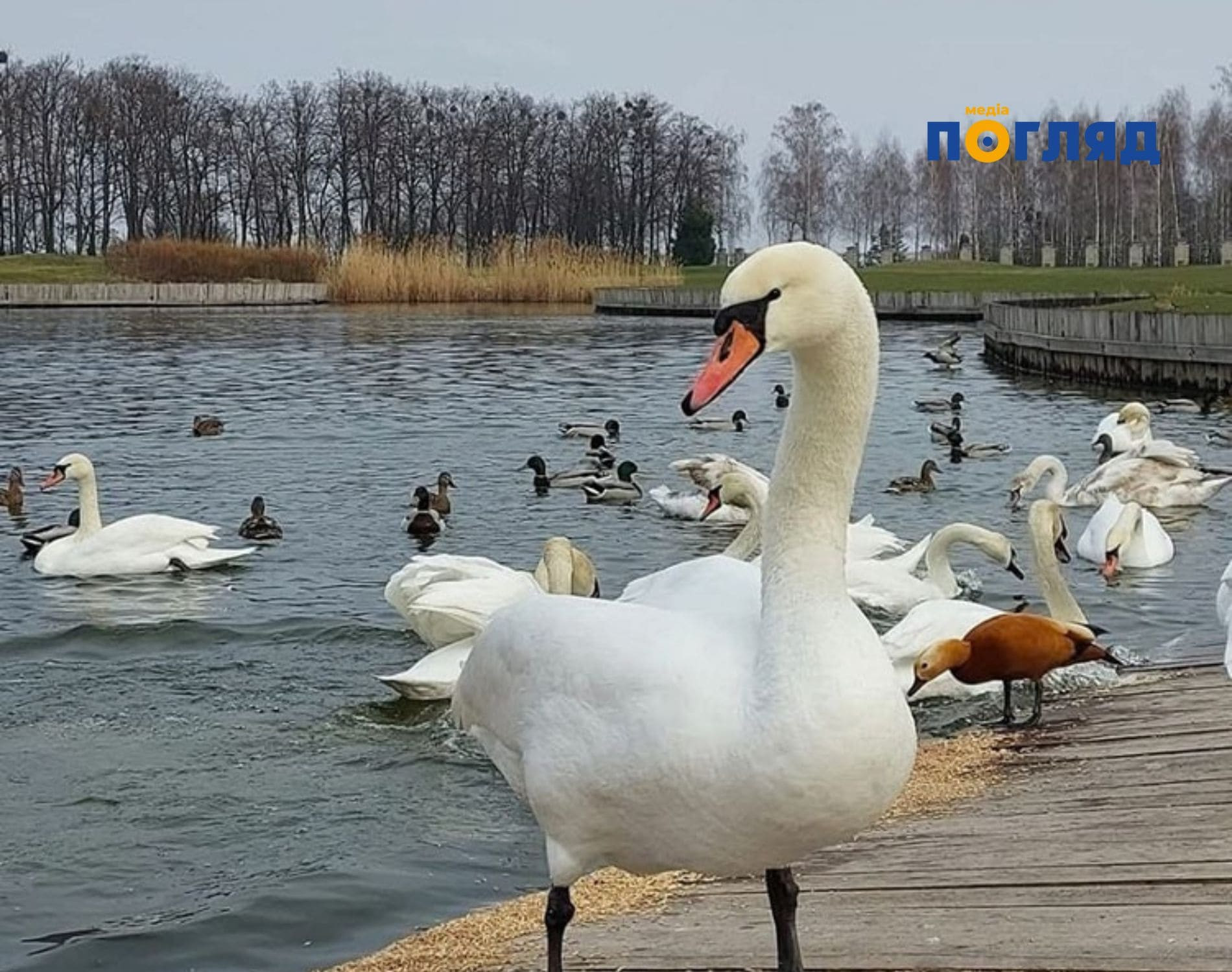 У Національному парку “Межигір’я” припиняють прийом поранених і травмованих лебедів (Доповнено) - зображення